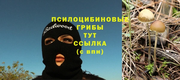 сатива Кукмор